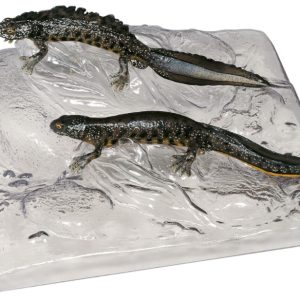 Kamsalamander Modellenset