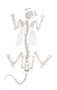 Kat Skeletmodel, ontleed