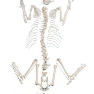 Kat Skeletmodel, ontleed