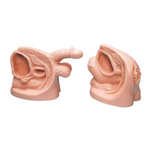 Katheterisatie Modellen Set, Man & Vrouw