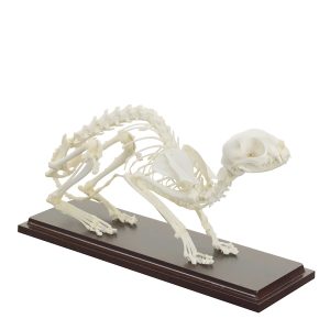Katten Skelet Model