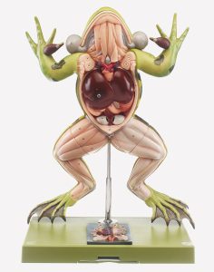 Kikker Model