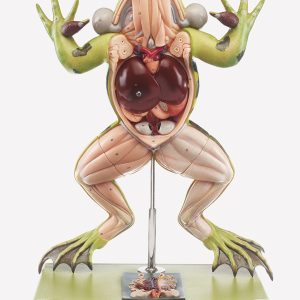 Kikker Model