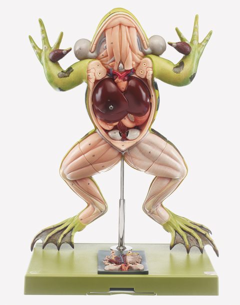 Kikker Model