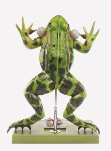 Kikker Model
