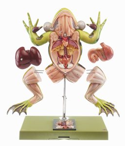 Kikker Model