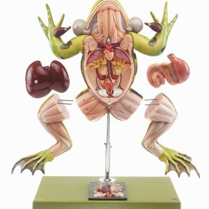 Kikker Model