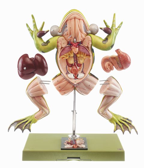 Kikker Model