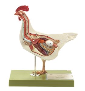 Kip (hen) model