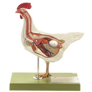 Kip (hen) model