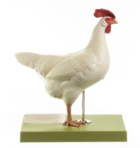 Kip (hen) model