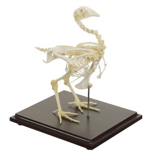 Kippen Skelet Model