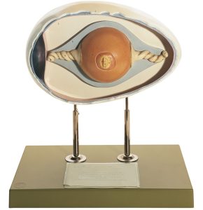 Kippenei Model