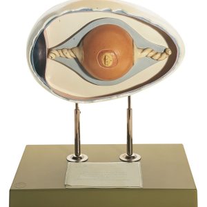 Kippenei Model