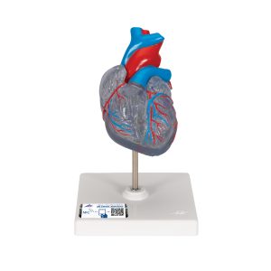 Klassiek hart met geleidingsysteem, 2-delig