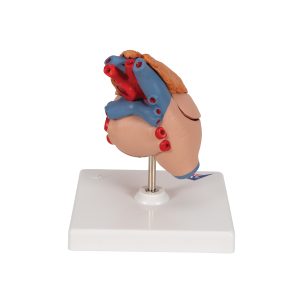 Klassiek hartmodel met thymus