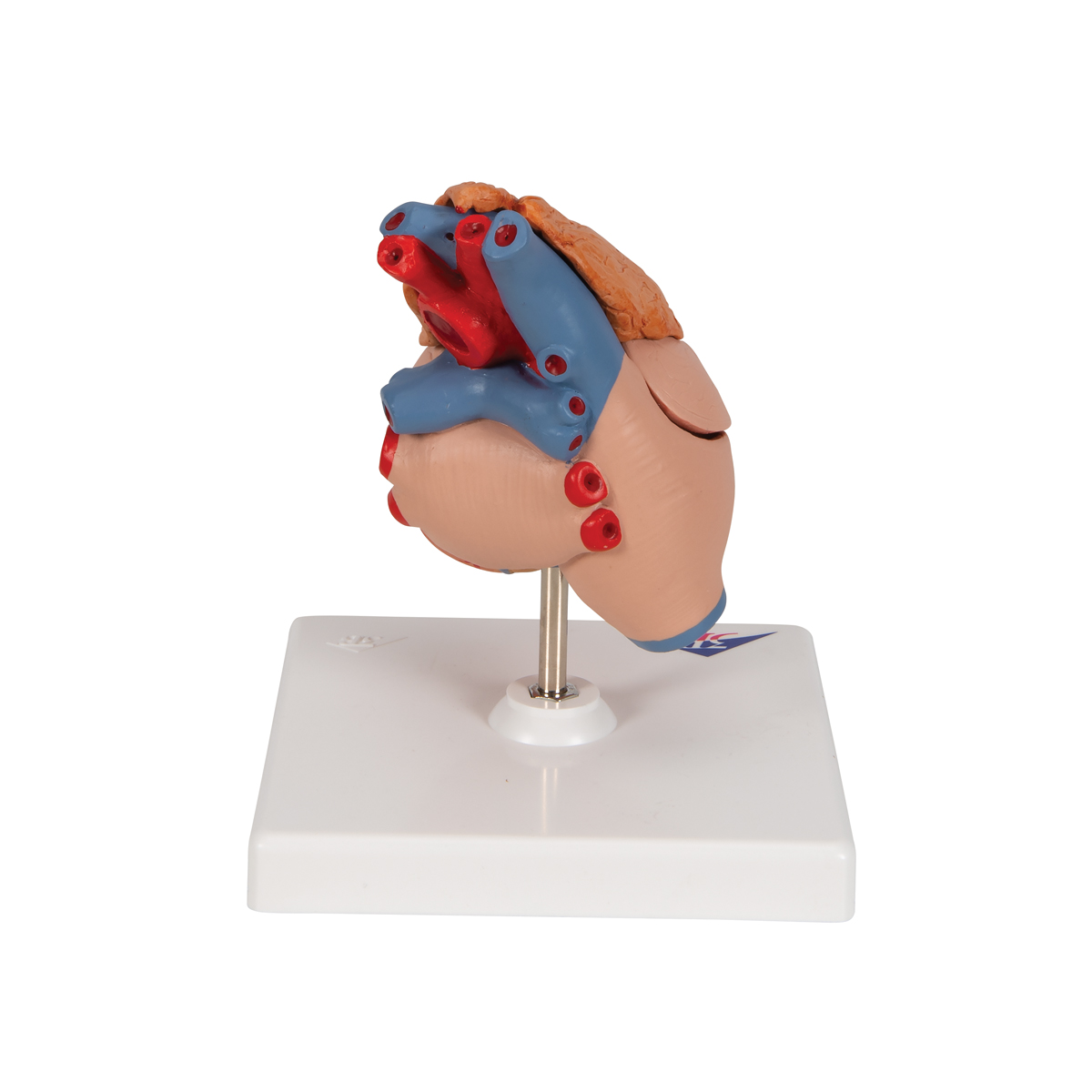 Klassiek hartmodel met thymus