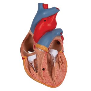 Klassiek hartmodel met thymus