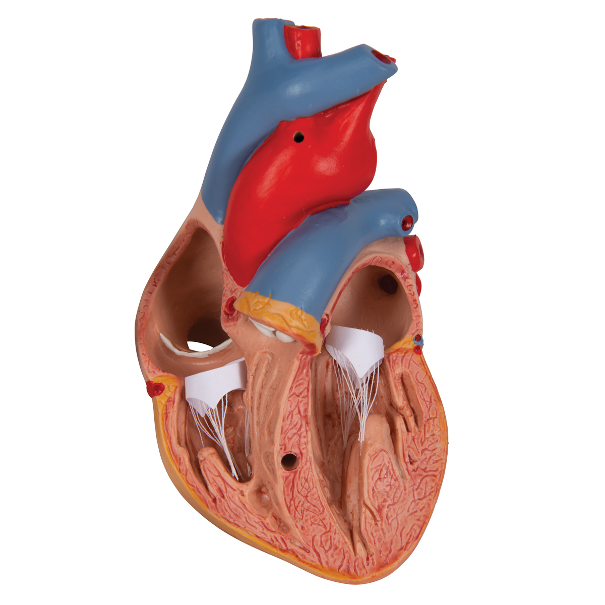 Klassiek hartmodel met thymus
