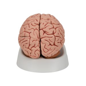 Klassiek model Hersenen, 5-delig