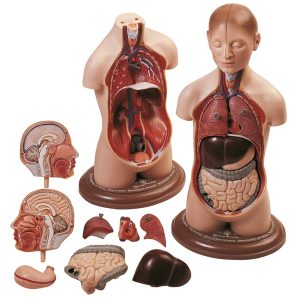Klein Anatomiemodel Torso Jongen, 9-delig