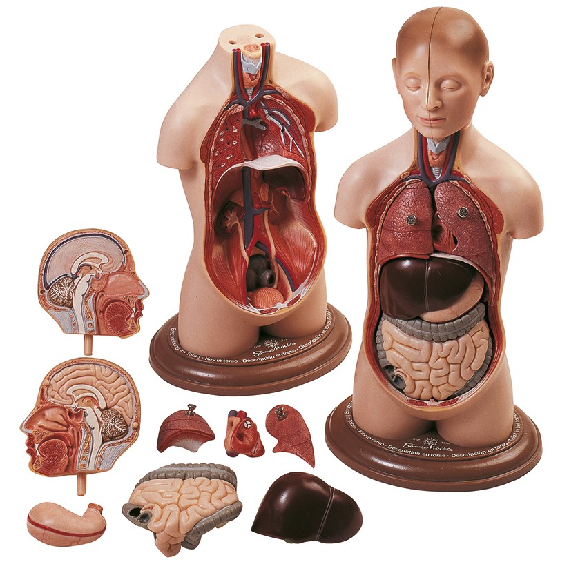 Klein Anatomiemodel Torso Jongen, 9-delig