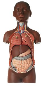 Klein Anatomiemodel Torso Jongen, 9-delig