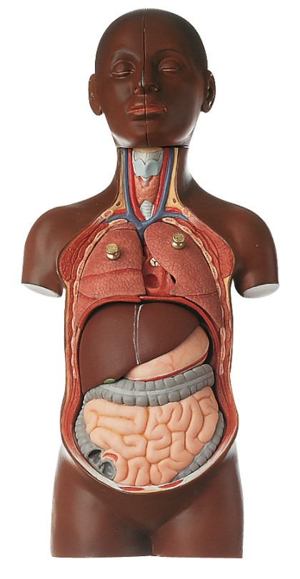 Klein Anatomiemodel Torso Jongen, 9-delig