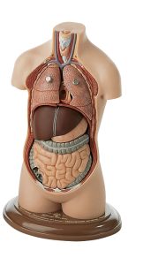 Klein Anatomiemodel Torso Jongen zonder Hoofd, 7-delig
