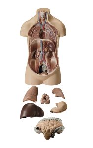 Klein Anatomiemodel Torso Jongen zonder Hoofd, 7-delig
