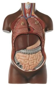 Klein Anatomiemodel Torso Jongen zonder Hoofd, 7-delig