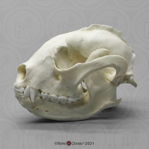 Kleine Panda Schedelmodel