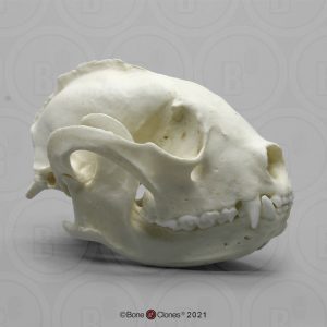 Kleine Panda Schedelmodel