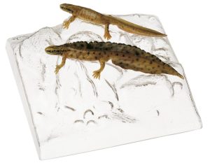 Kleine Watersalamander Modellenset