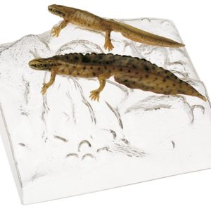 Kleine Watersalamander Modellenset