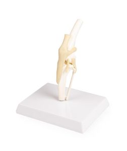 Knie Model Hond met Ligamenten