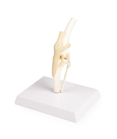 Knie Model Hond met Ligamenten