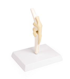 Knie Model Hond met Ligamenten