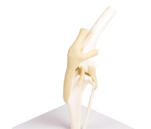 Knie Model Hond met Ligamenten