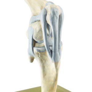 Kniegewricht Model Paard