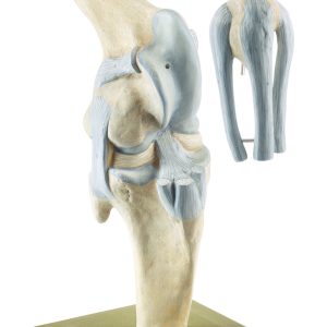 Kniegewricht Model Paard