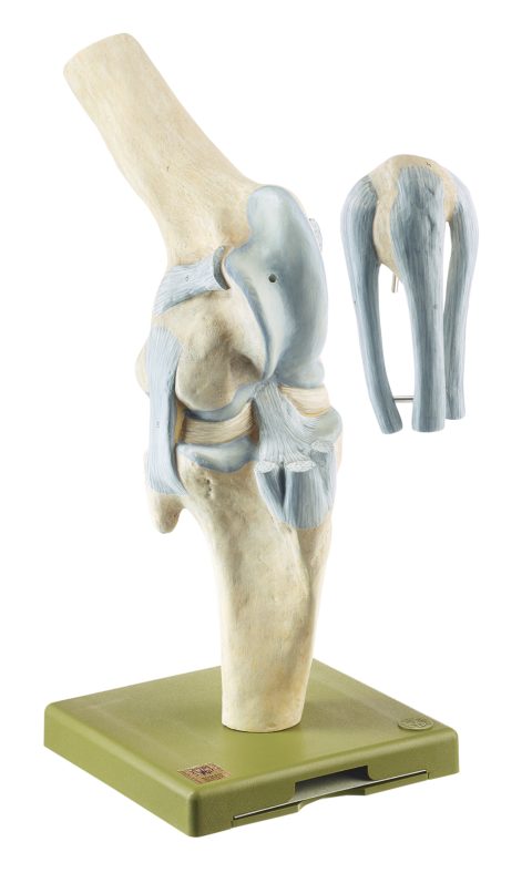Kniegewricht Model Paard