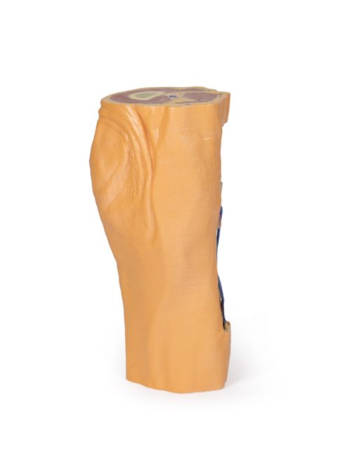 Knieholte met Dij, 3D Print