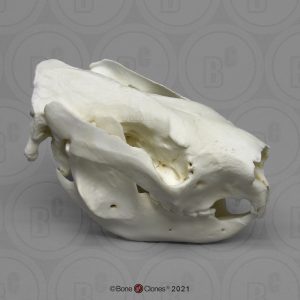 Koala Schedelmodel