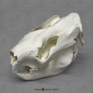 Koala Schedelmodel