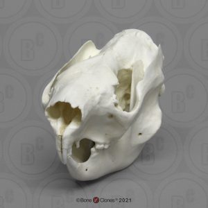 Koala Schedelmodel