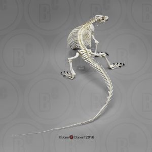 Komodovaraan Skelet Model