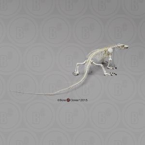 Komodovaraan Skelet Model