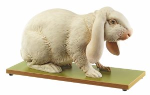 Konijn Model