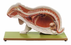 Konijn Model